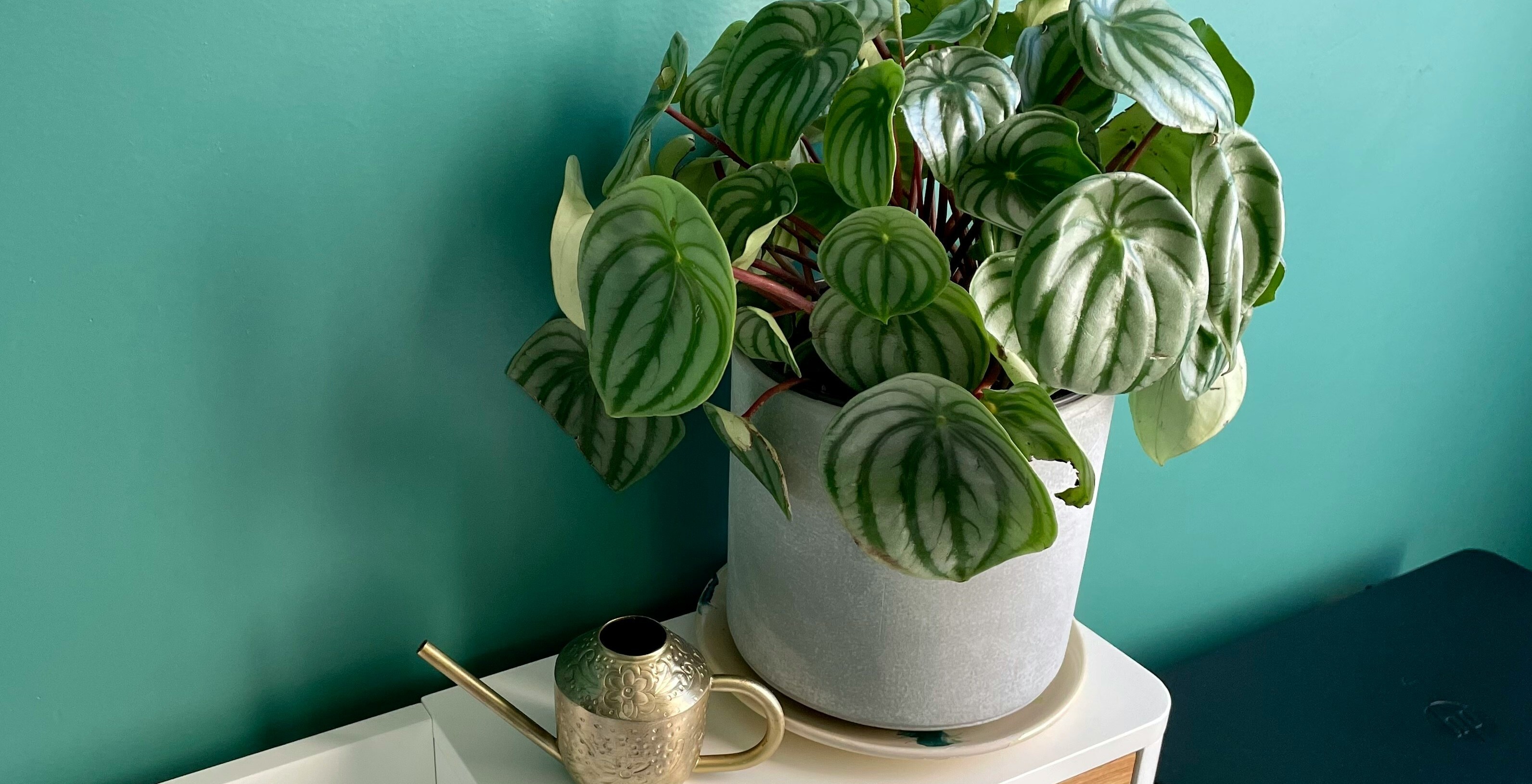 Plants in the Office